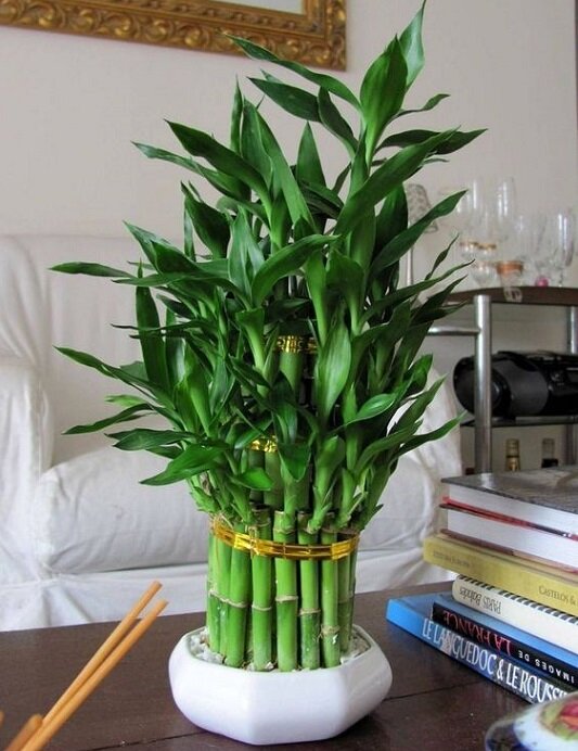 фото из открытого источника