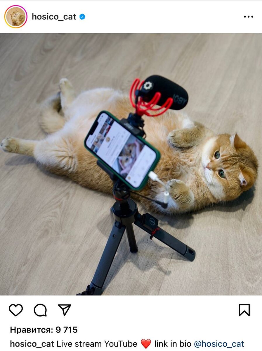 Настоящая звезда прямых эфиров! 