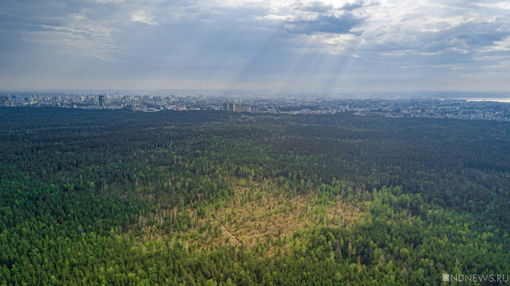 Лес челябинск. Вид на лес Челябинск. Челябинский городской Бор фото. Челябинский городской Бор фото сверху.