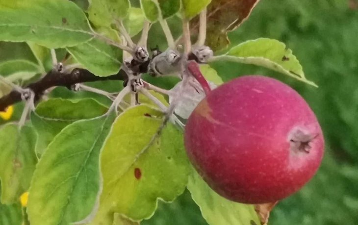    Уход за яблоней осенью 2023