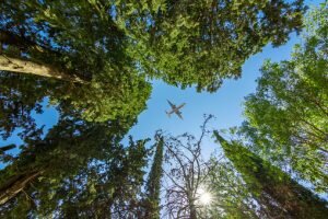    Airplane flying above the forest, bottom view
