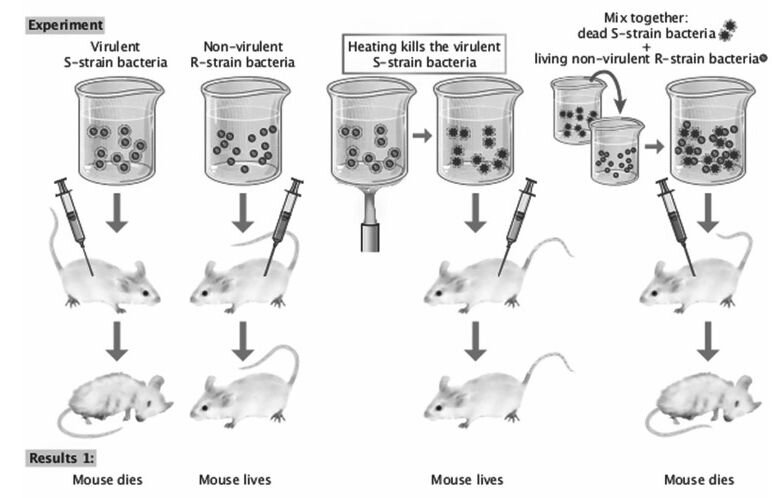     Эксперимент Гриффита Vikash Bhardwaj / Science Behind Non-Specific Science: For Molecular Biologist & Biotechnologist, 2014