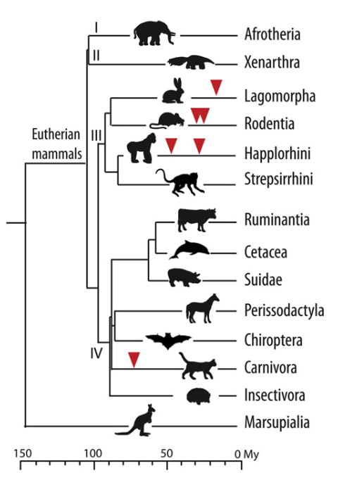   A. Dupressoir et al. / Placenta, 2012