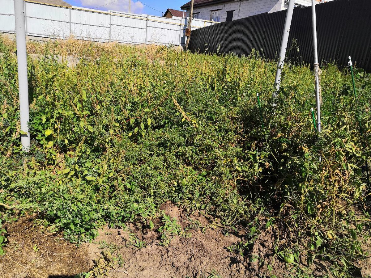 От одного столба для забора и до другого - это все один куст томата - на переднем плане.