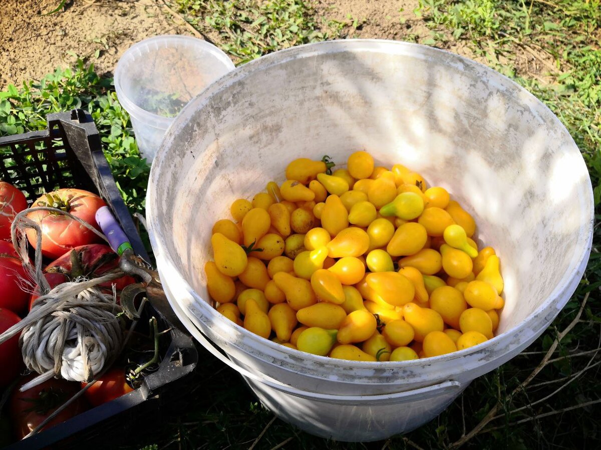 Треть огромного ведра от краски с одного "дикого кустика"!