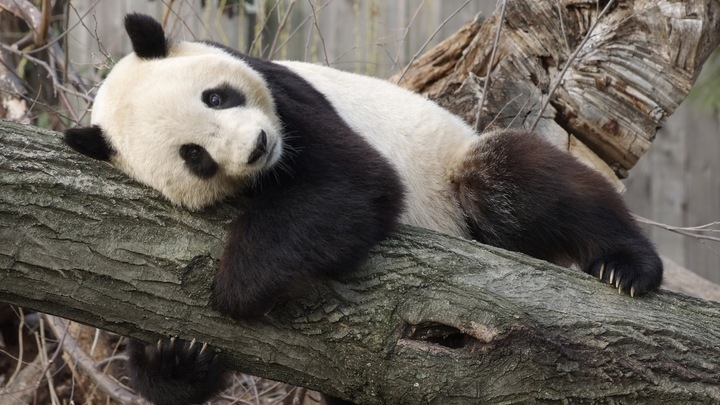 ФОТО: FEDEX/GLOBALLOOKPRESS 