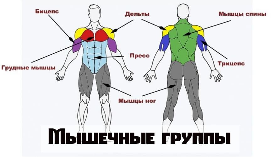 Какие мышцы можно. Группы мышц. Группы мышц для тренировок. Группы мышц человека. Основные группы мышц схема.