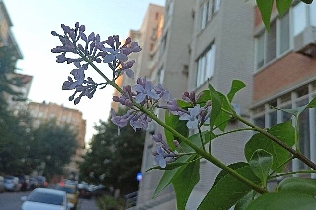    Фото: АиФ-Ростов/ Ульяна Алфеева.