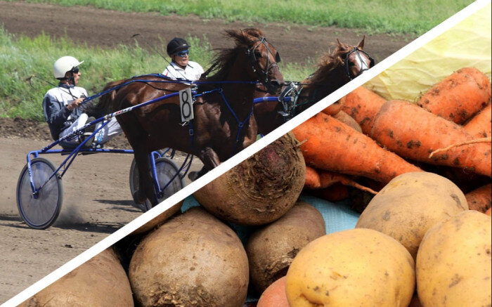    30 сентября оренбуржцев приглашают на закрытие скакового сезона и сельхозярмарку Кристина Просвиркина