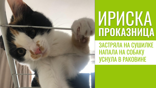 😻 Котёнок Ириска - проказница продолжает удивлять и шокировать!