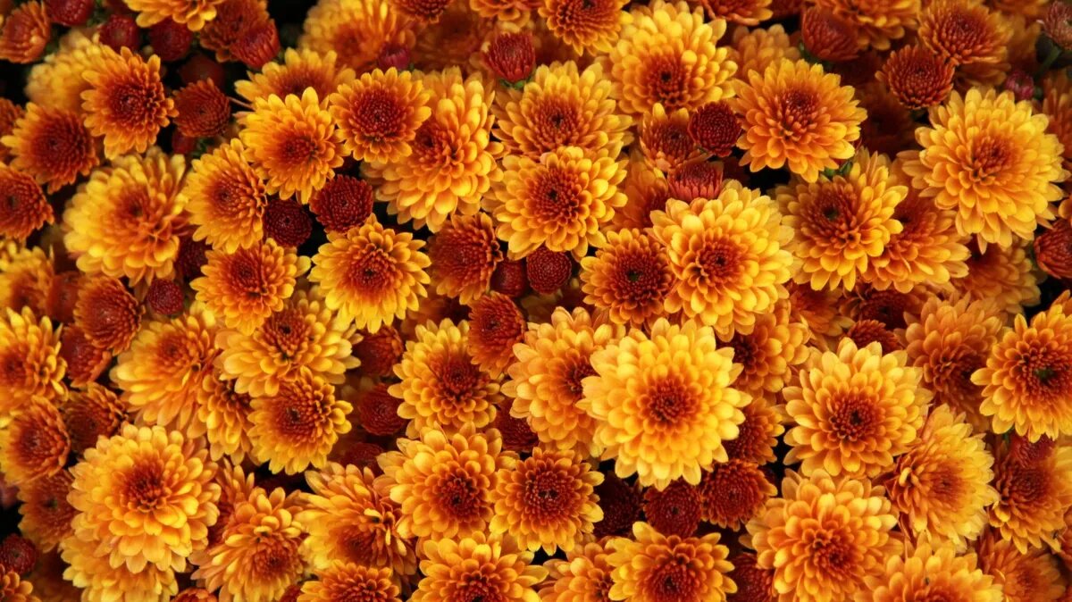 30 сентября - день вселенских бабьих именин. Фото: pxhere.com