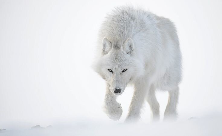 Фото: Vincent Munier