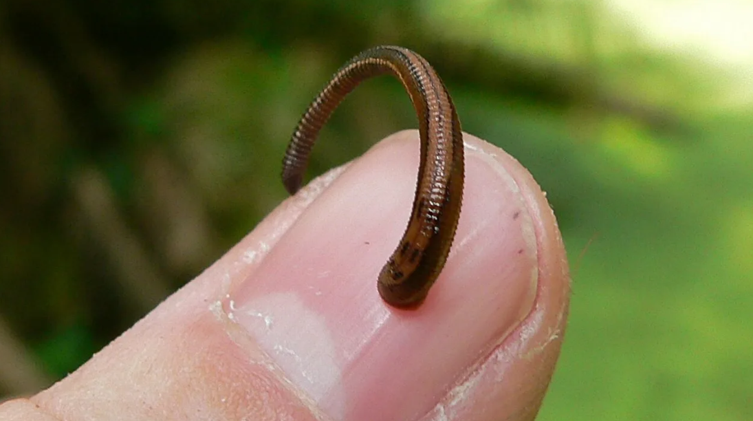 как называются червячки. как называются червячки.