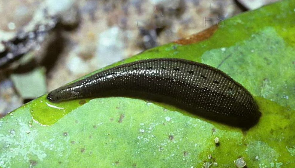 Пиявки в чистой воде. Восточная пиявка Hirudo medicinalis orientalis. Дуремар и пиявки.