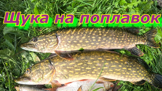 Рыбалка на ЖИВЦА. Ловля щуки на поплавочную удочку!!!!