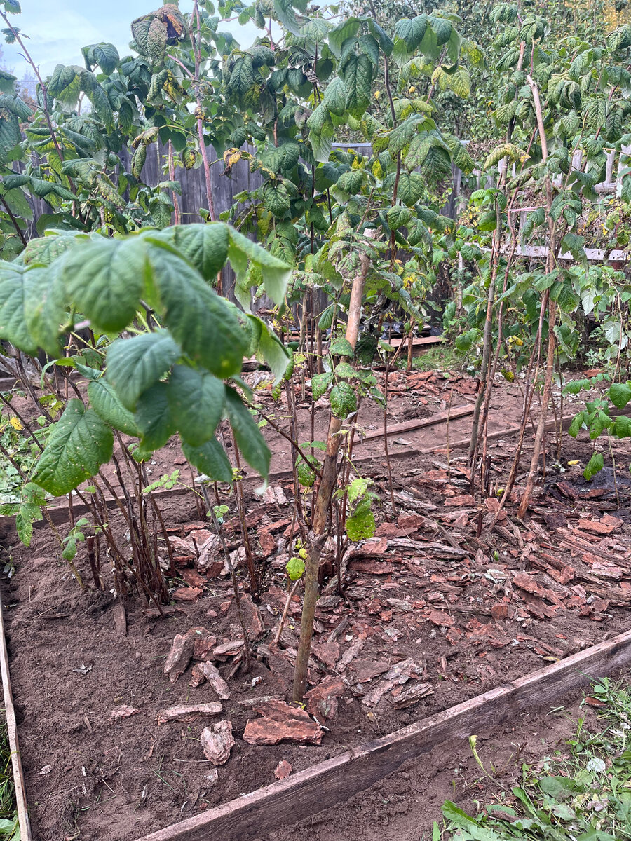 Убираем нижние листья.