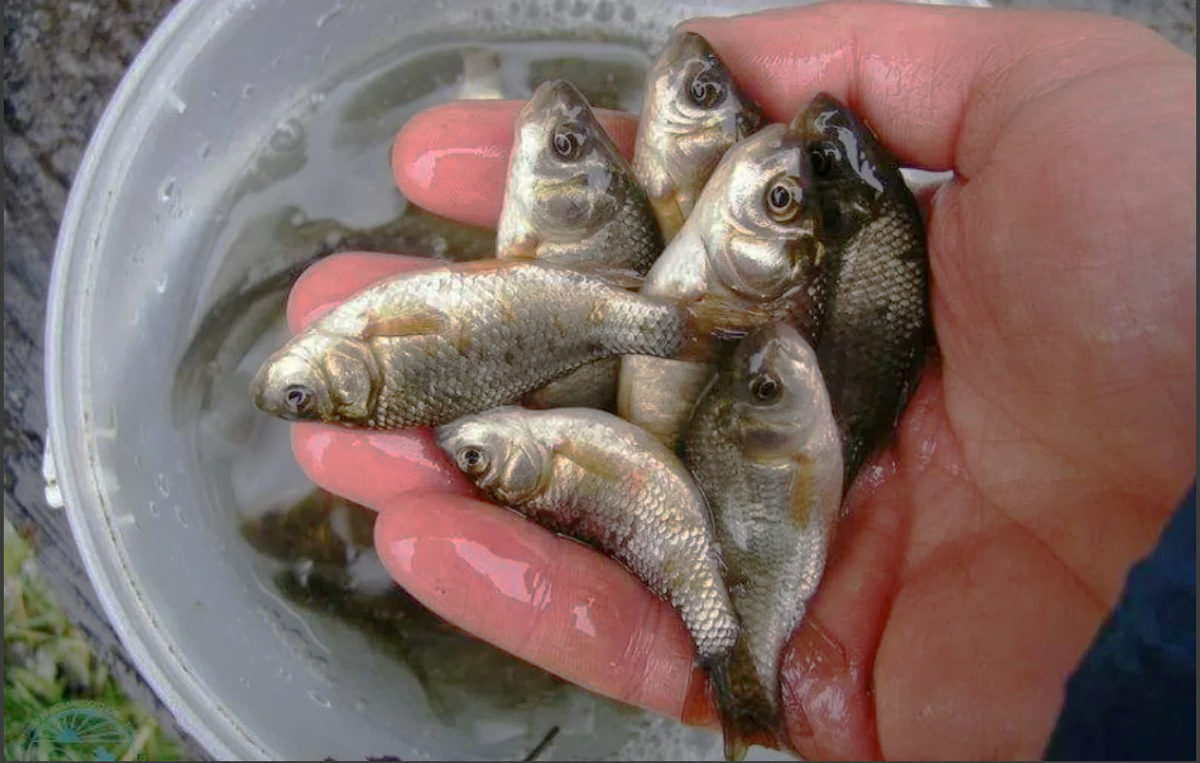 фото с ресурса Яндекс картинки