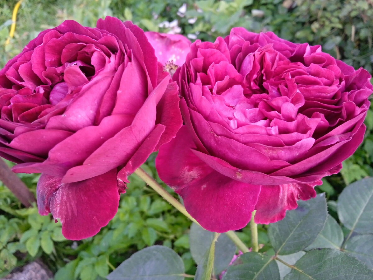 Невозможно неценить Фальстаф просто нужно его правильно посадить ,и радоваться вместе с ним !