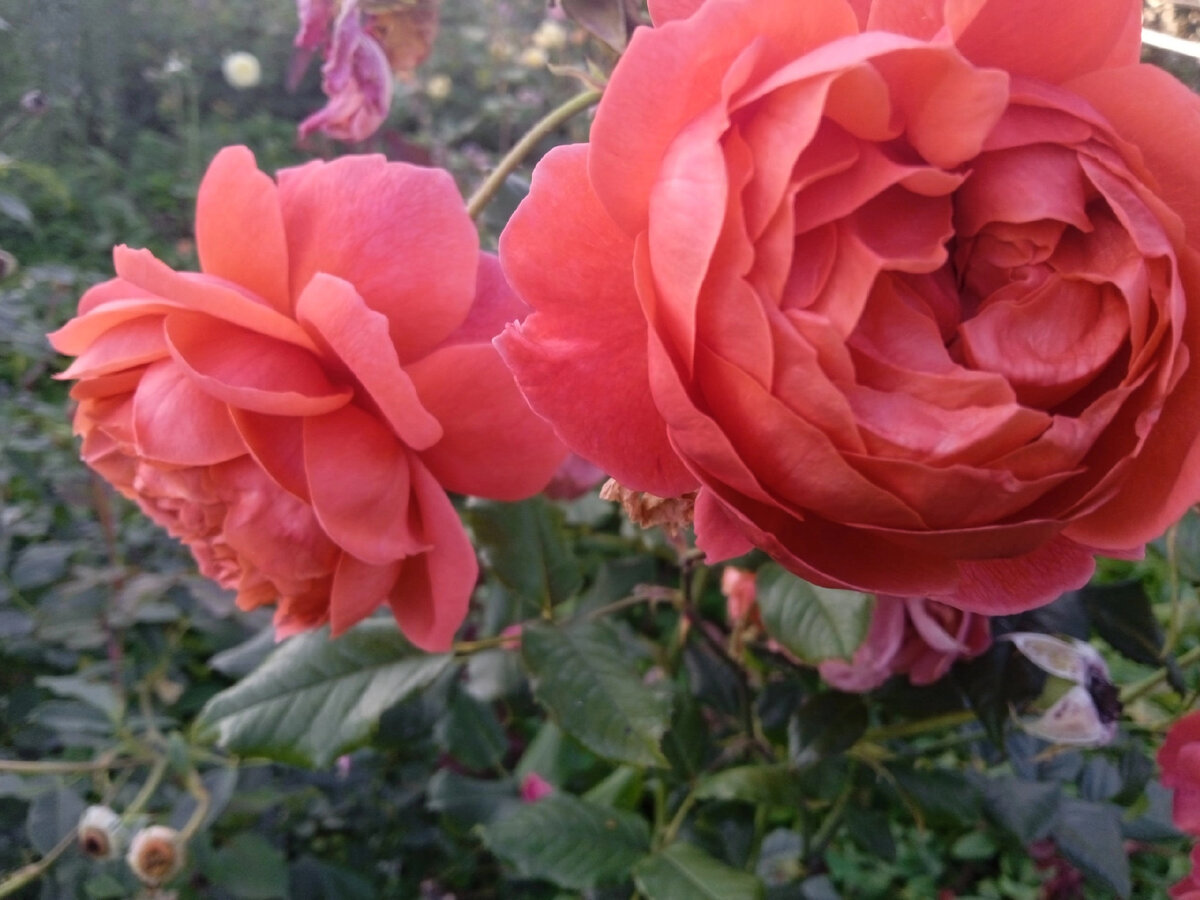 Сомерсонг тоже можно покорить ,роза сложная но одна из самых красивых ,по настоящему аристократическая и солнечная ! 