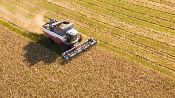    Минсельхоз: в России за 2023 год соберут порядка 2 миллиона тонн ржи Егор Ильяшов