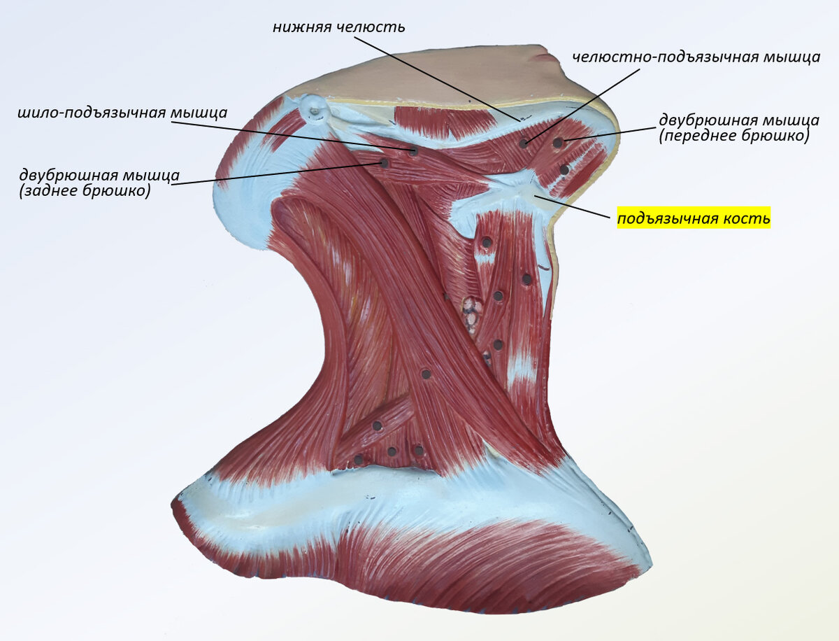 Мышцы шеи человека — Википедия