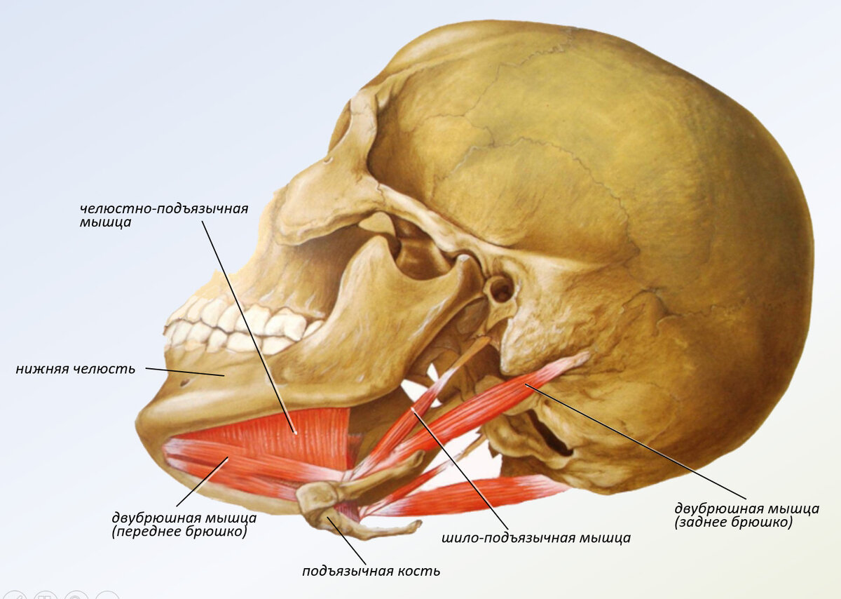 Подъязычная мышца. Подбородочно подъязычная мышца. Челюстно-подъязычная мышца (m. mylohyoideus). Двубрюшная мышца шеи анатомия. Двубрюшная мышца m. digastricus.