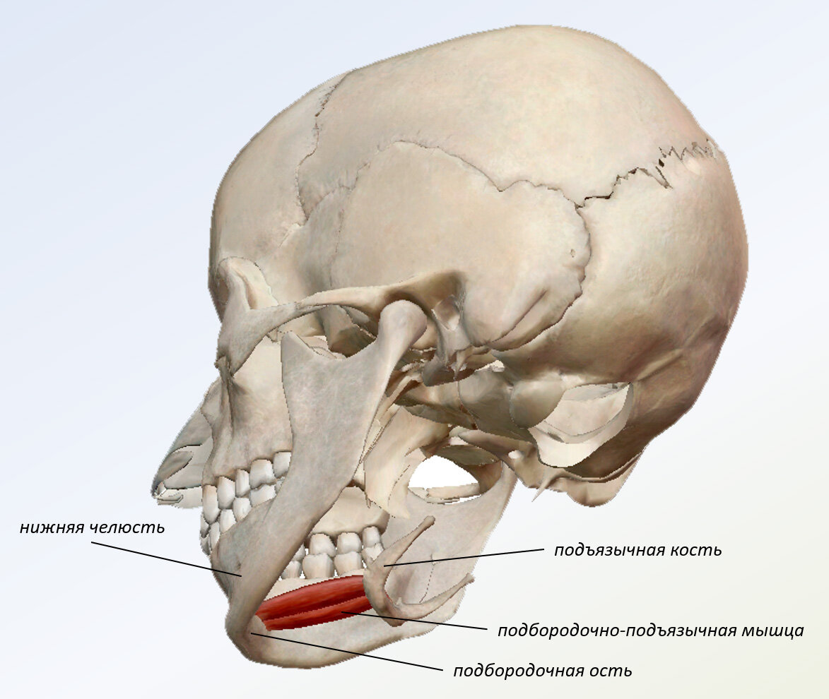 Подъязычная мышца. Подбородочно подъязычная мышца. Подбородочно-подъязычная мышца (m. geniohyoideus). Подбородочно подъязычная кость. Подъязычная кость черепа анатомия человека.