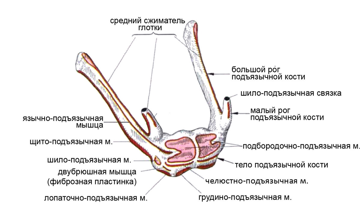 Надподъязычные мышцы. Мышцы подподъязычной группы. Функции надподъязычных мышц. Мышцы подподъязычной кости