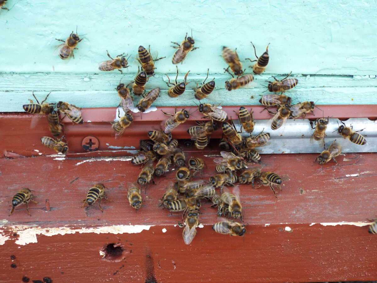 Другой улей.