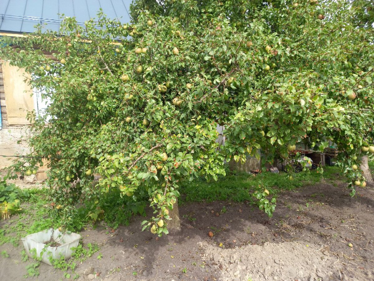 Груша польза и вред для здоровья