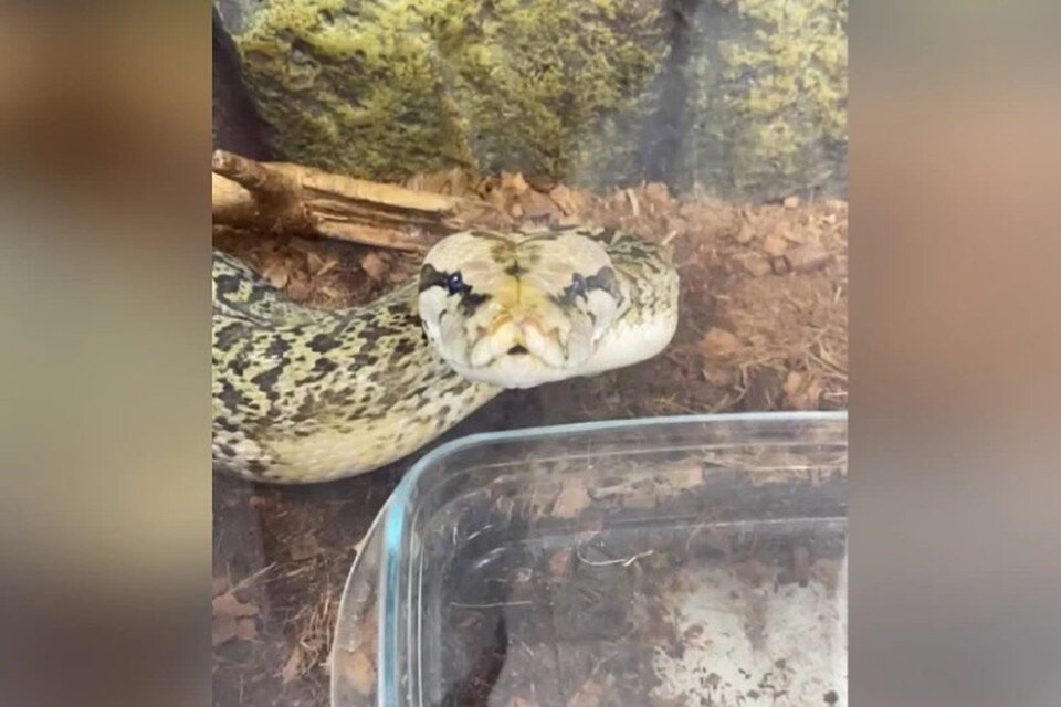    Для квартиры выбирайте ужа или полоза. Фото: Виталий Шабанов.