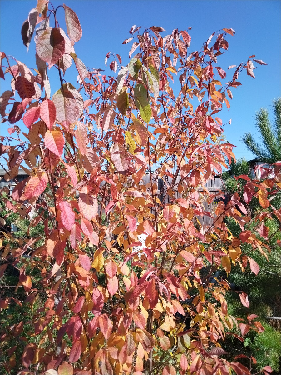 красавица-черемуха