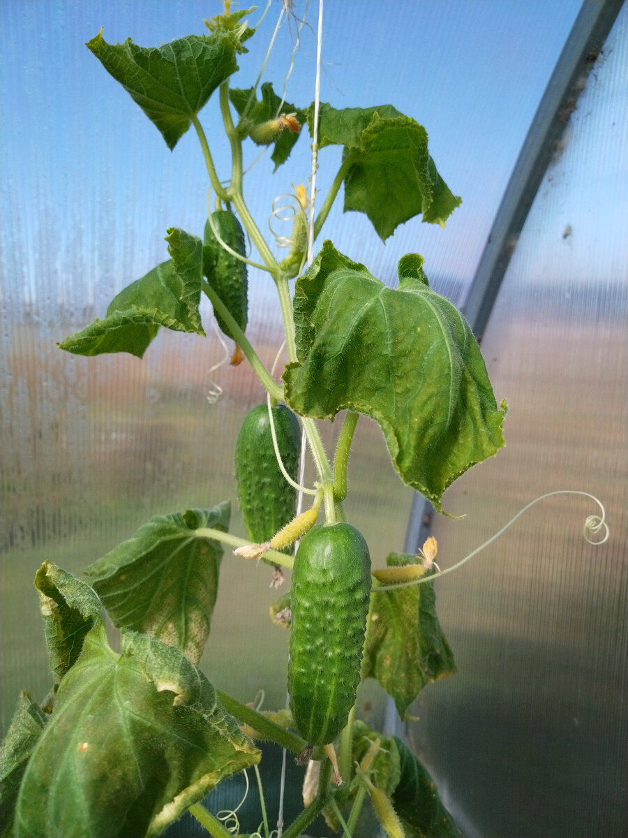 последние плоды