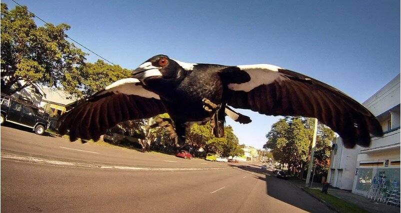 Сороки поляризуются в Австралии