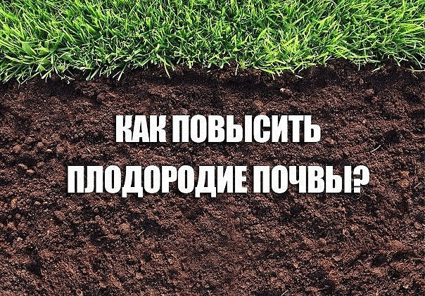 Как можно улучшить плодородие почвы. Повышение плодородия почвы. Пути повышения плодородия почв. Способы повышения плодородия почвы. Что повышает плодородие почвы.