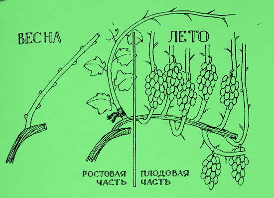 Обрезка винограда по системе гюйо схема