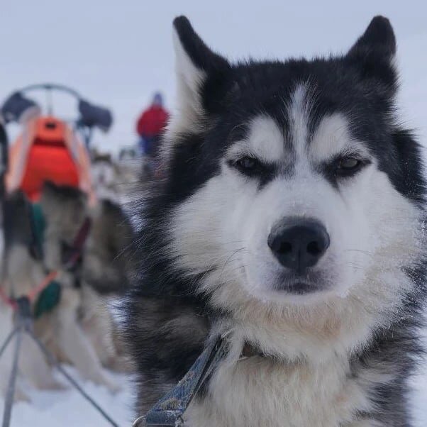 Арамис, ищет новый дом - Центр поддержки ездовых собак г. Санкт-Петербург