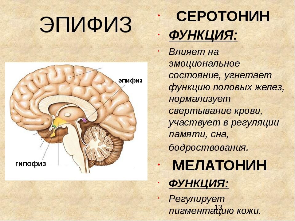 Гипофиз и эпифиз презентация