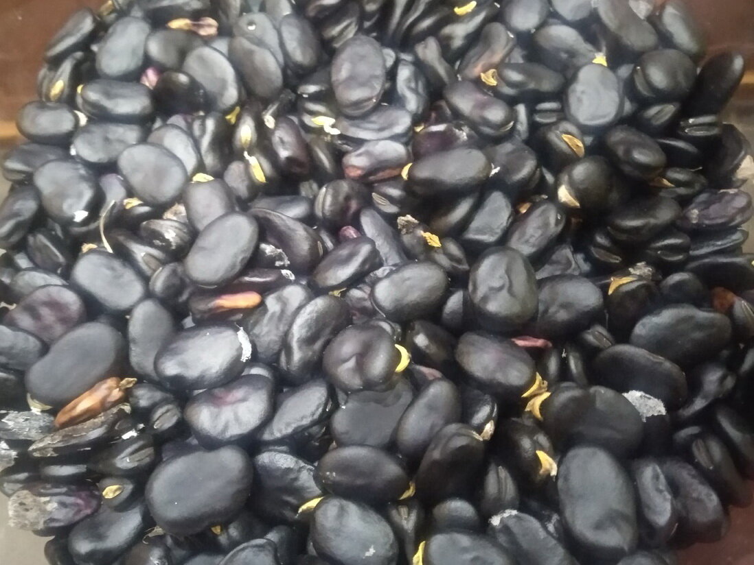 Урожай бобов осенью 2023 года