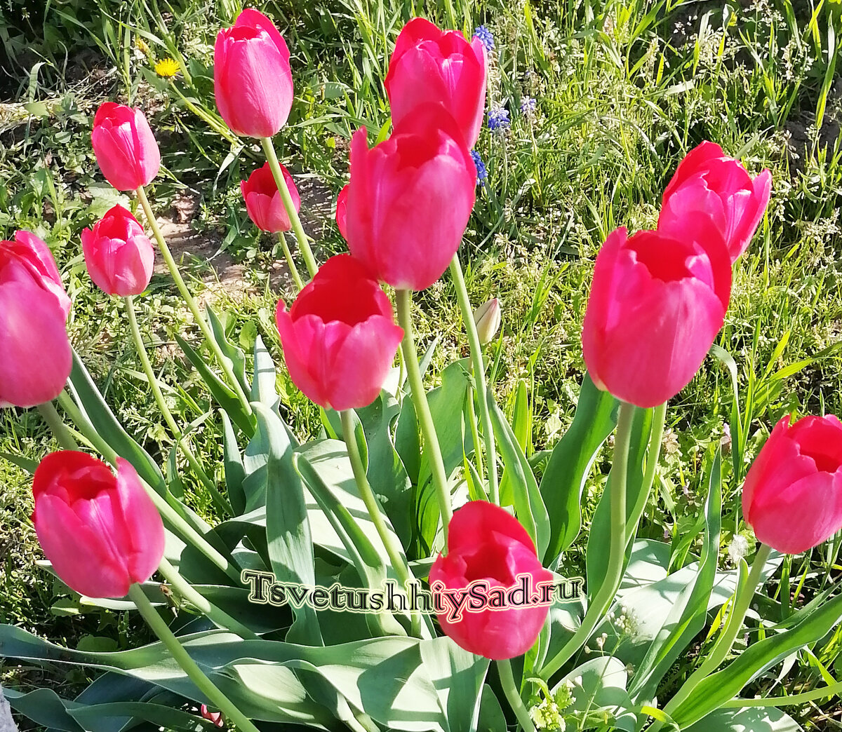 Тюльпаны