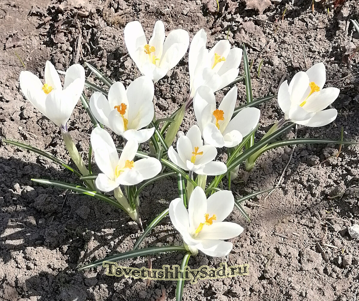 Крокусы, которые не тронули мыши