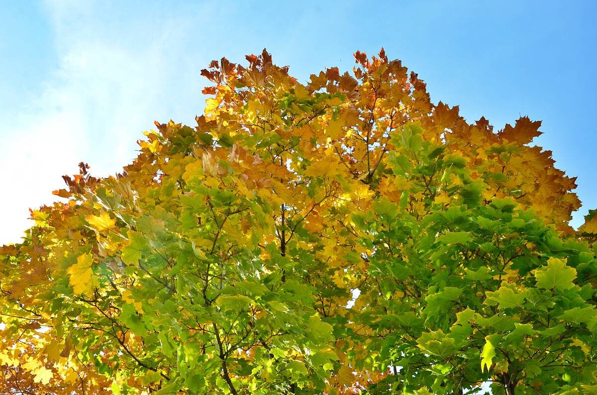    Фото: Анна Быкова / Вечерняя Москва