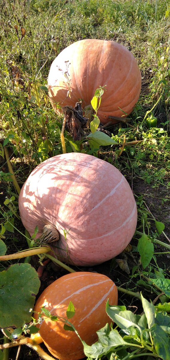 Вот такую тыкву вырасти  родители на  даче. 