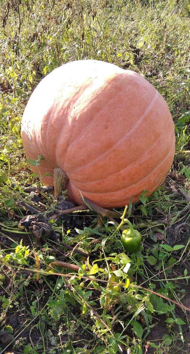 Огромная тыква. 