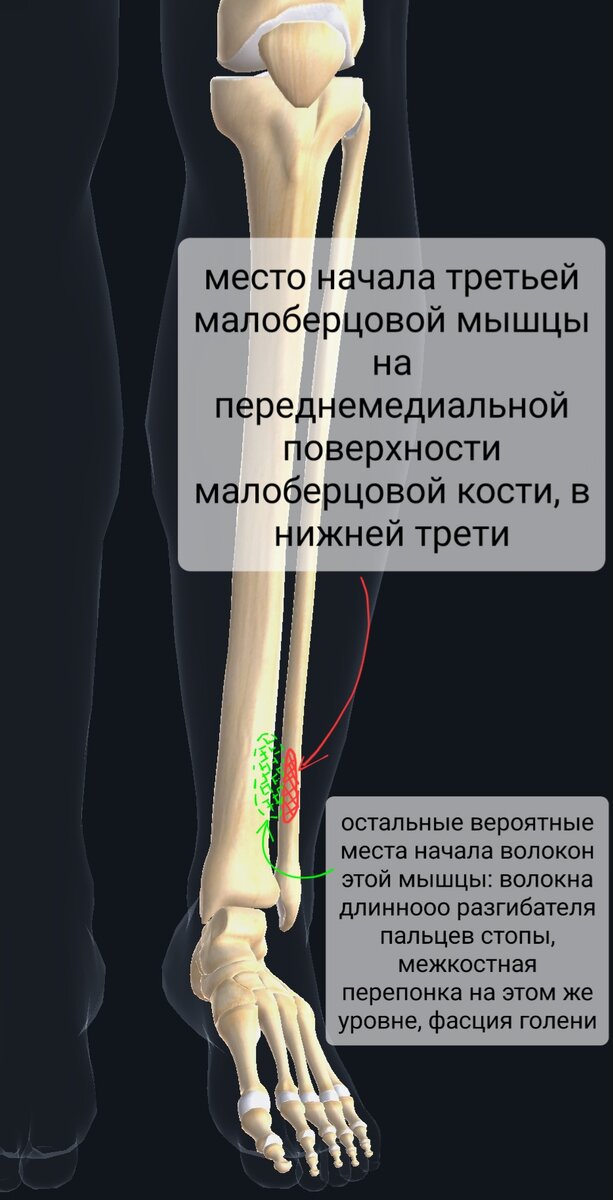 Головка малоберцовой кости - e-Anatomy - IMAIOS