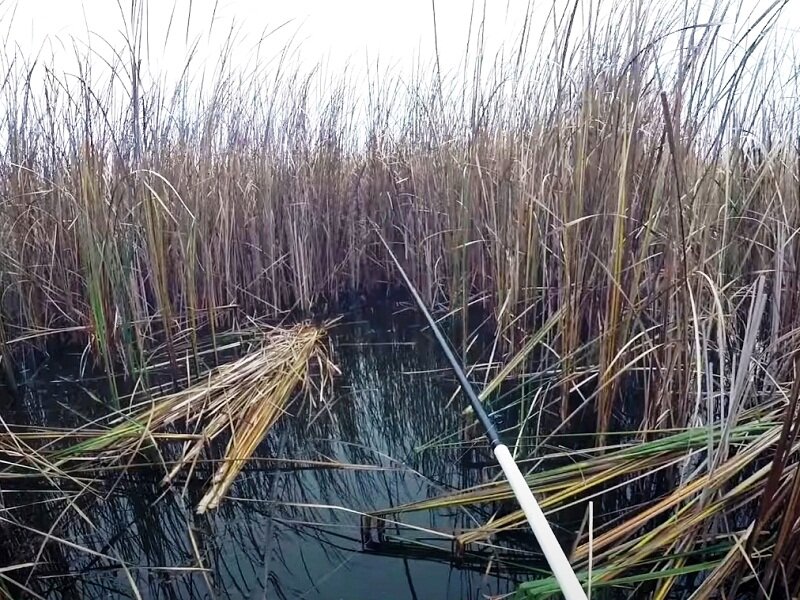 Ловля карася осенью на удочку