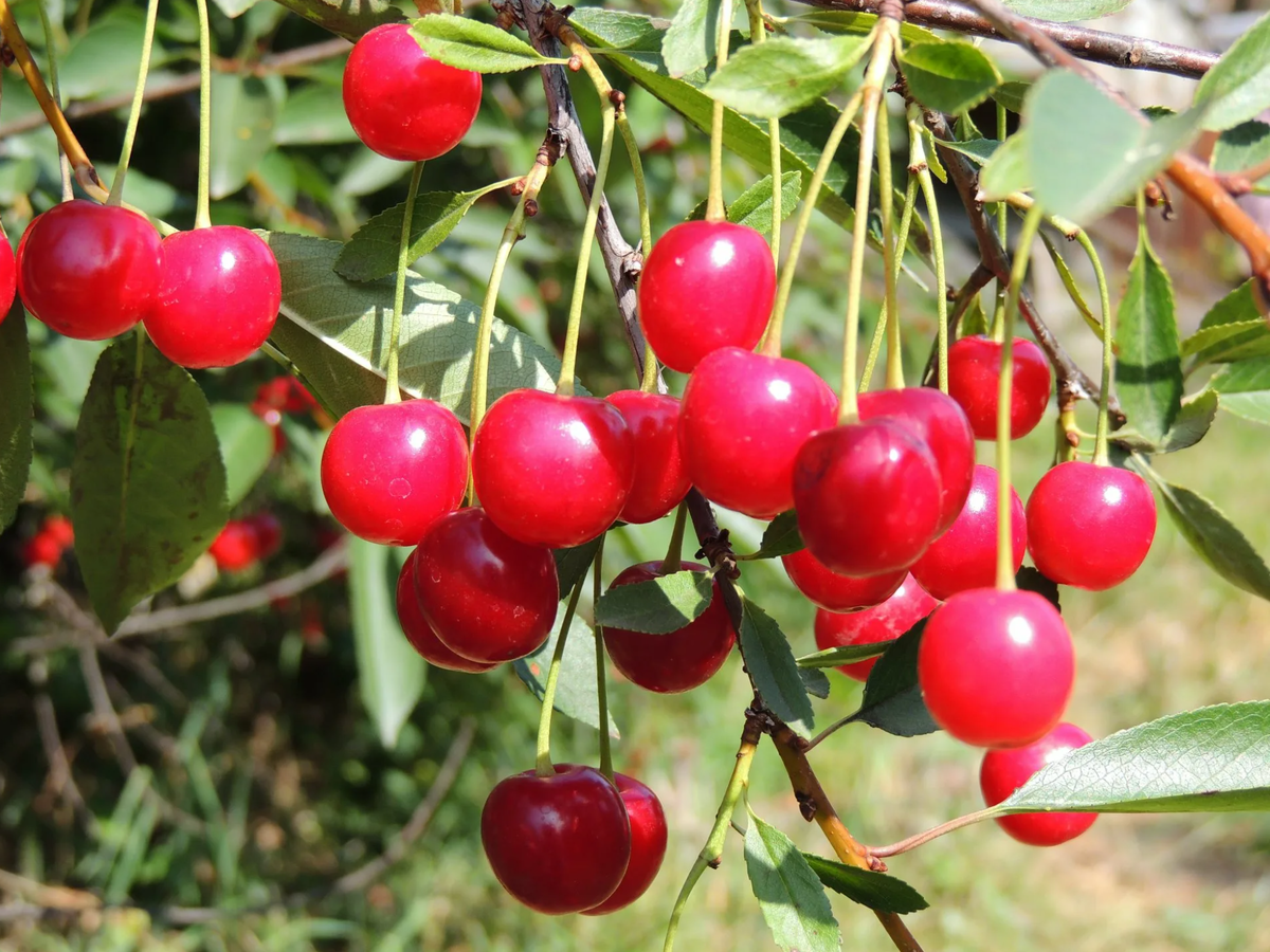 Вишня кустарниковая Степная. Степная вишня Cerasus fruticosa. Вишня кустарниковая.