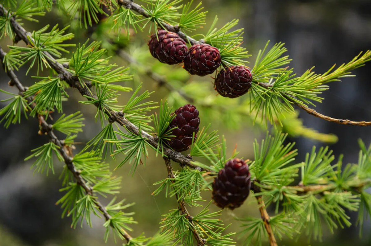 Трава лиственница. Лиственница Сибирская Larix sibirica. Лиственница Маргилинда. Лиственница Кемпфера. Лиственница Сибирская Lárix sibírica.