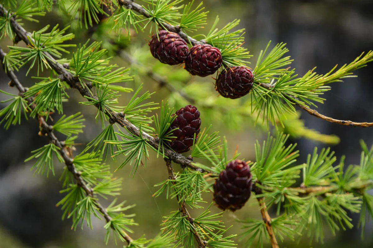 Хвоя хвойного дерева. Лиственница Сибирская Larix sibirica. Лиственница Маргилинда. Лиственница европейская хвоинки. Лиственница Сибирская (Larix sibirica Ledeb.).