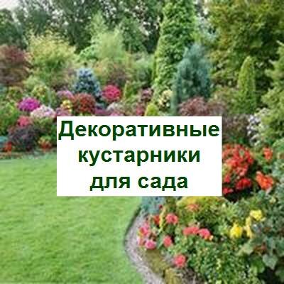 декоративные кустарники для сада